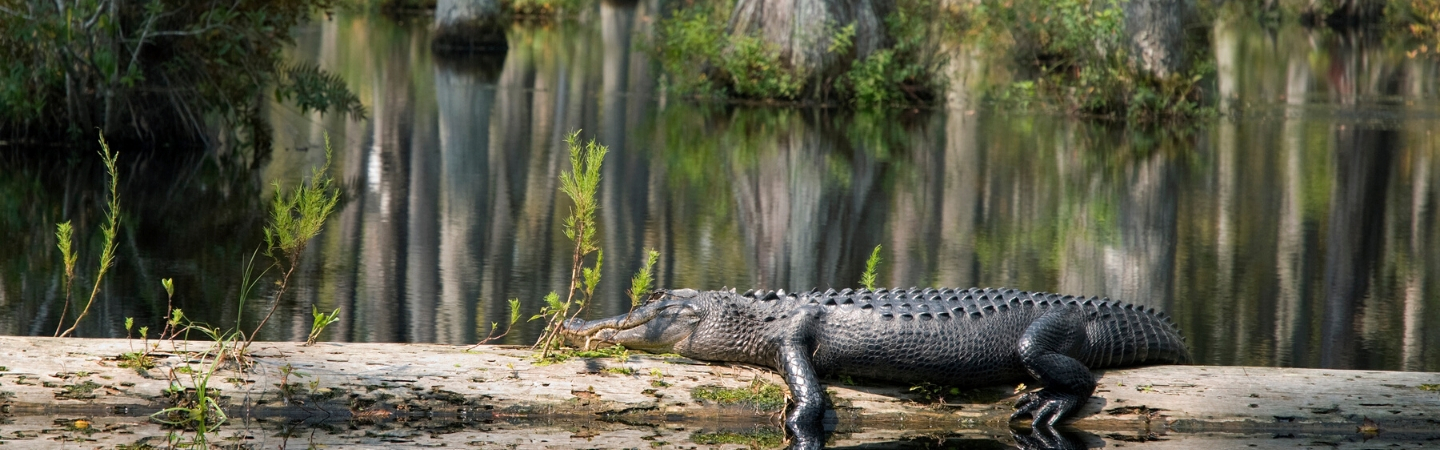 Gator in Swamp