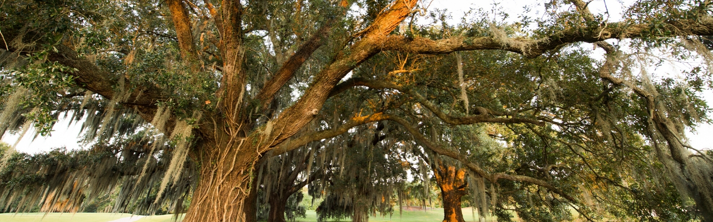 Oak Trees