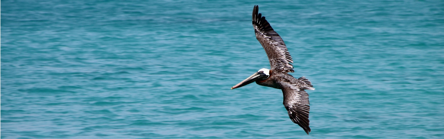 Pelican