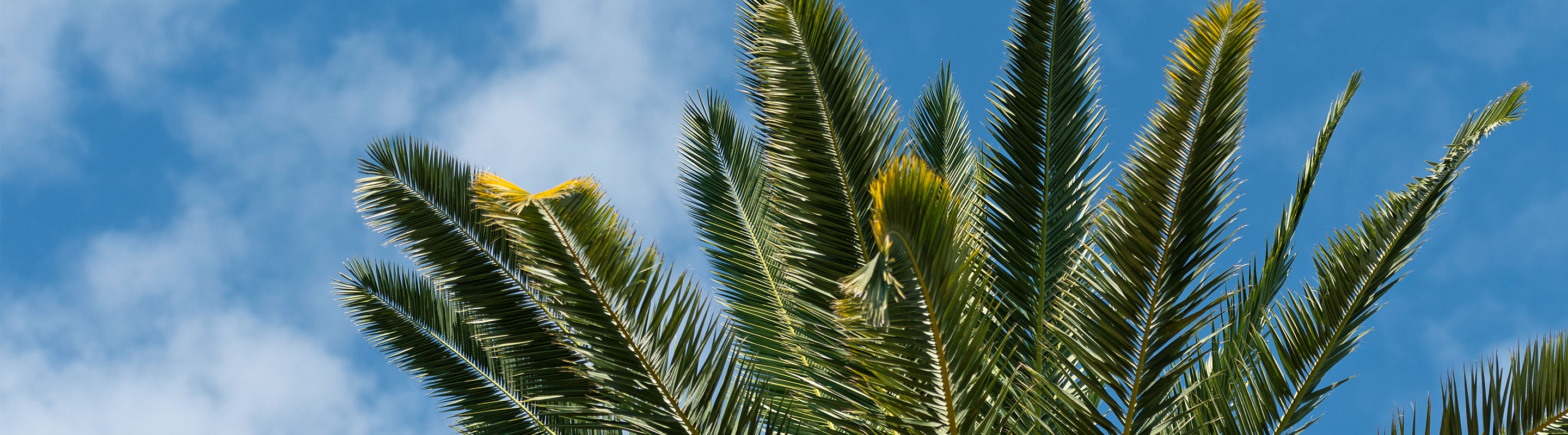 Palm Thre at Loyola Law Campus