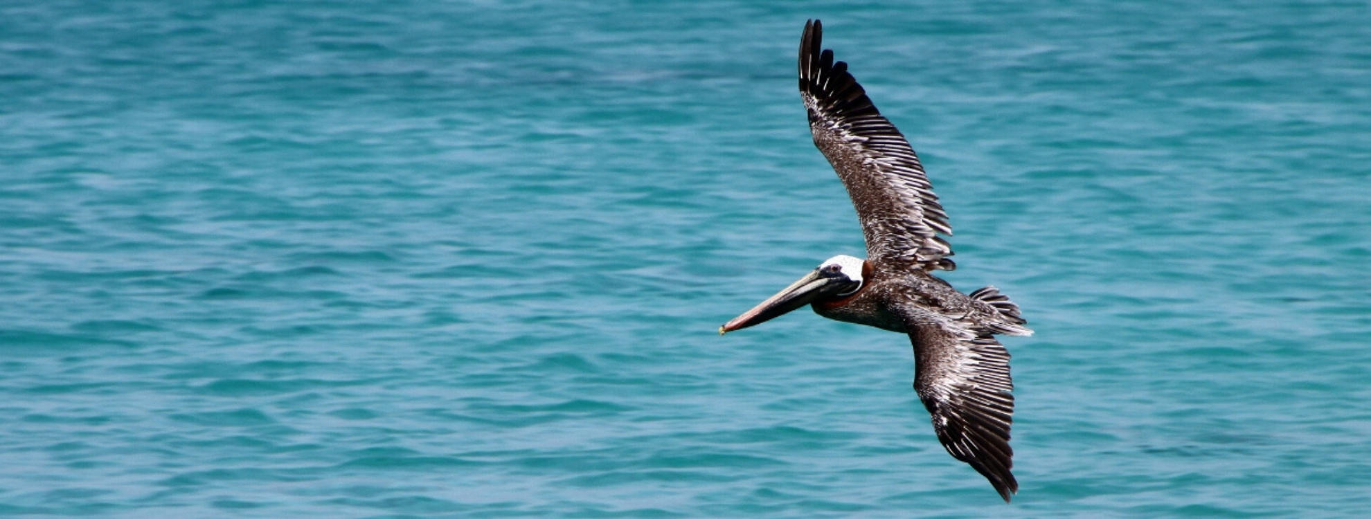 A pelican flies over blue water.