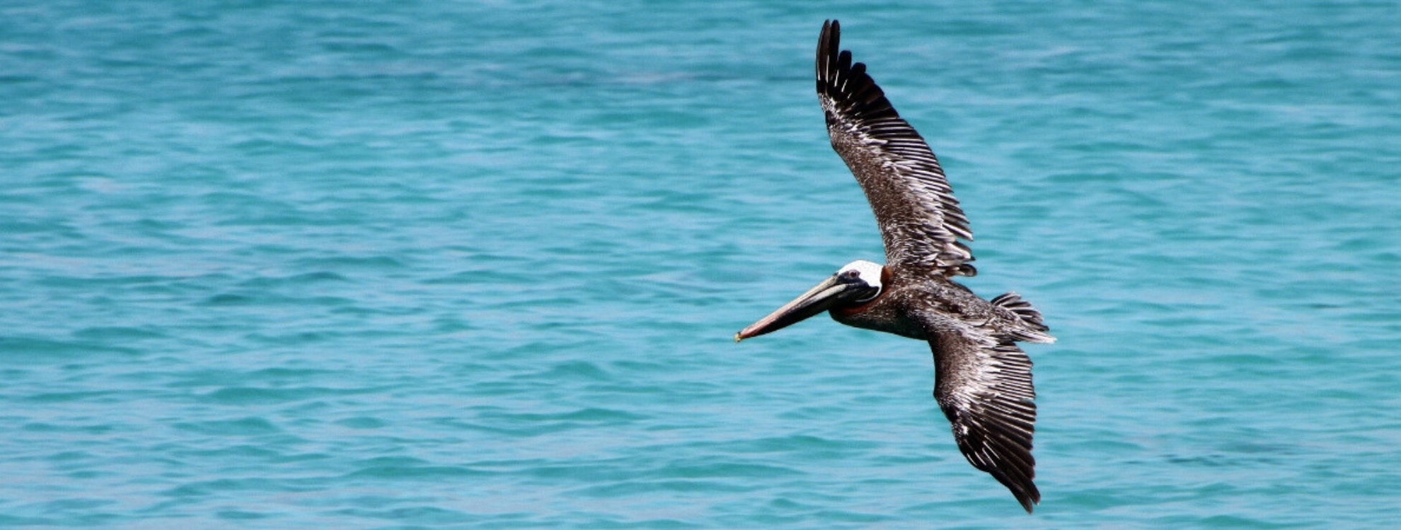 Pelican