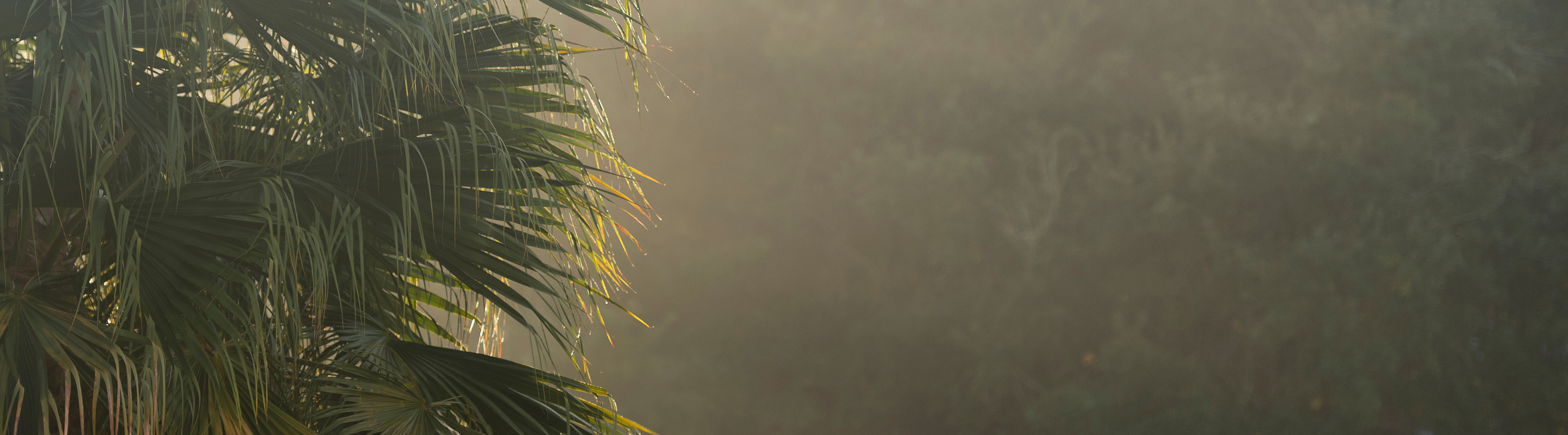Palm tree in morning light.